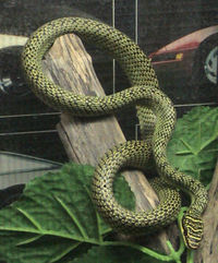 Illustration for article titled The Awesome Snakes Discuss The Awesomeness Of Various Snakes